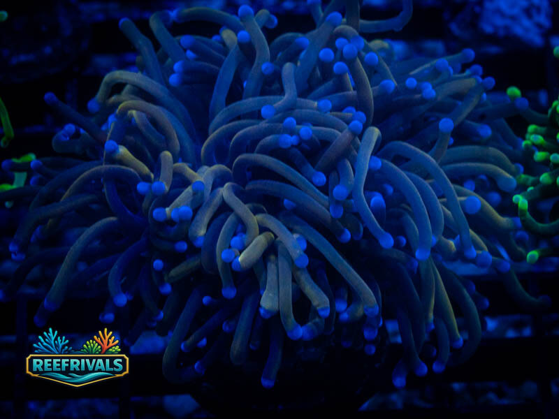 TG New York Knicks Torch coral image from ReefRivals, listed as Euphyllia glabrescens and Torches
