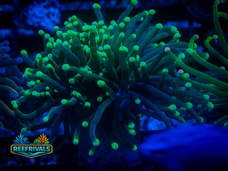 TSA Joker Torch coral image from ReefRivals, listed as Euphyllia glabrescens and Torches