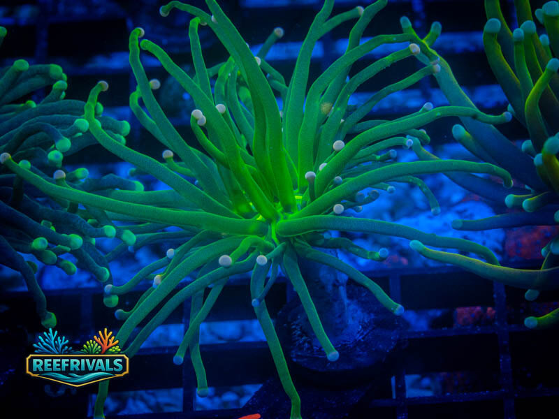 TSA Cotton Candy Torch coral image from ReefRivals, listed as Euphyllia glabrescens and Torches