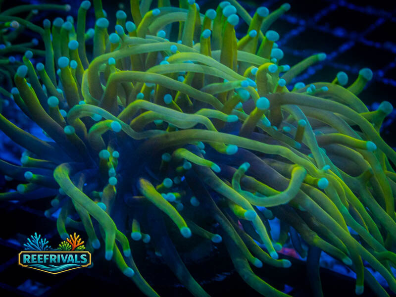 TSA Pot of Gold Torch coral image from ReefRivals, listed as Euphyllia glabrescens and Torches