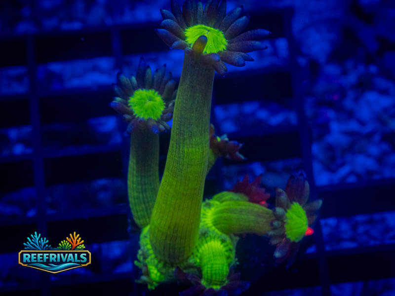 WWC Shadow Flame Goni coral image from ReefRivals, listed as Goniopora sp. and Gonis