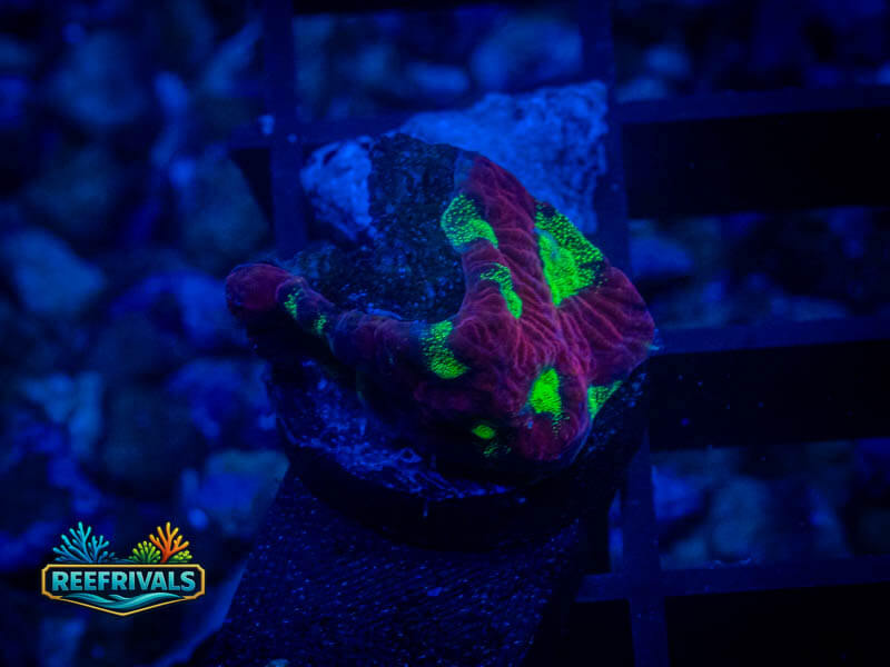 RVL Strawberry Favia coral image from ReefRivals, listed as Favia sp. and Favias