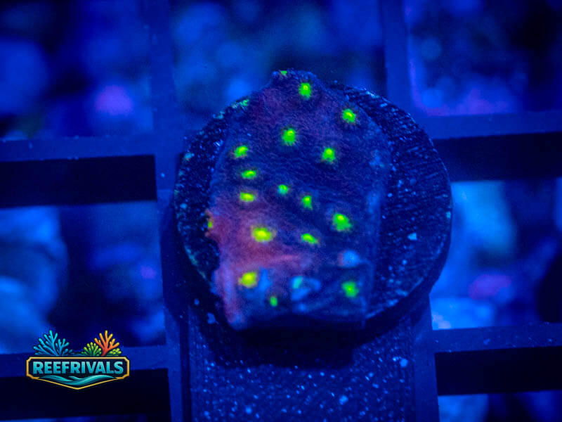 WWC Street Lights Monti coral image from ReefRivals, listed as Montipora sp. and Montis
