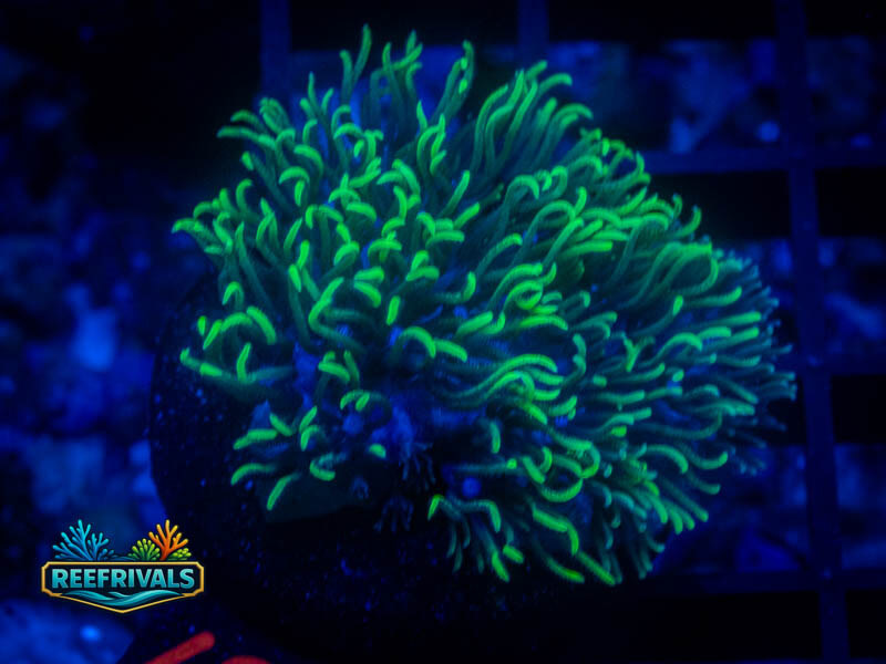 RVL Blue Core GSP coral image from ReefRivals, listed as Briareum sp. and Soft Coral