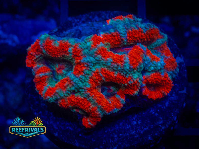 Australia Bright Striped Acan coral image from ReefRivals, listed as Micromussa sp. and Acans