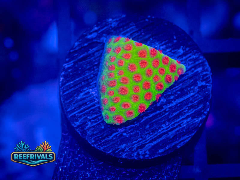 ARC Grinch Porites WYSIWYG coral image | ReefRivals ARC Grinch Porites coral image from ReefRivals, listed as Porites sp. and SPS Plating
