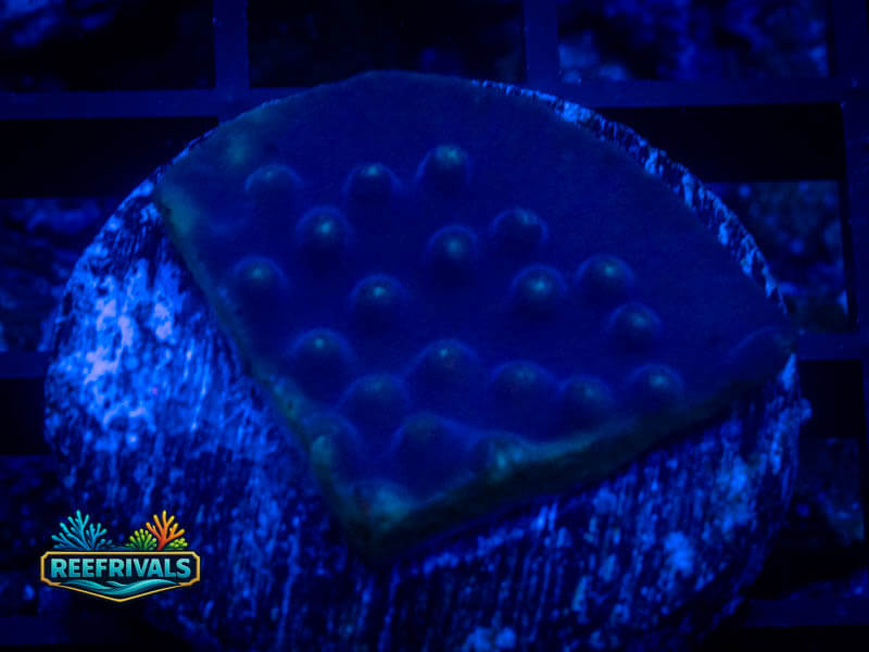 TSA LA Lakers Scroll coral image from ReefRivals, listed as Cyphastrea sp. and SPS Plating