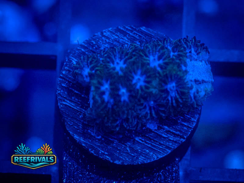 VA Blue Steel Leptastrea coral image from ReefRivals, listed as Leptastrea sp. and Encrusting