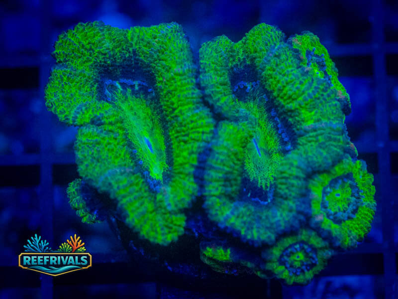 WWC Green Orge Aussie Lord coral image from ReefRivals, listed as Micromussa sp. and Acans