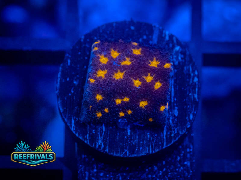 ARC Spooky Psammocora coral image from ReefRivals, listed as Psammocora sp. and Encrusting