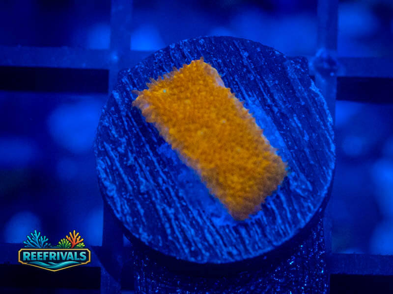 QCC Watermelon Psammocora coral image from ReefRivals, listed as Psammocora sp. and Soft Coral