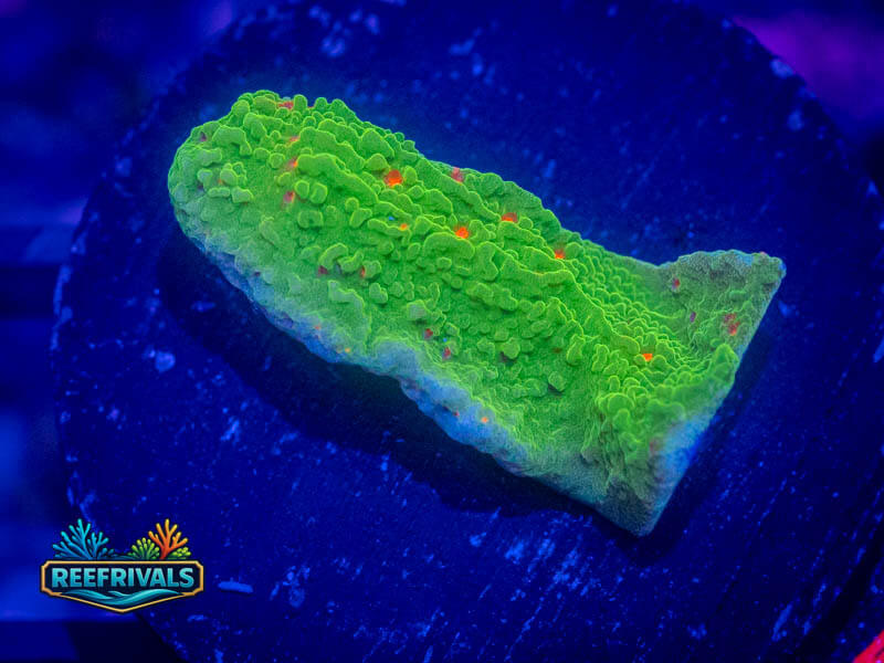 Seasons Greetings Monti coral image from ReefRivals, listed as Montipora sp. and Montis