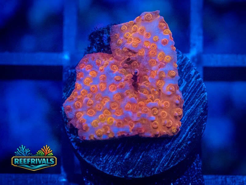 TG Party Crasher Cyphastrea coral image from ReefRivals, listed as Cyphastrea sp. and Encrusting