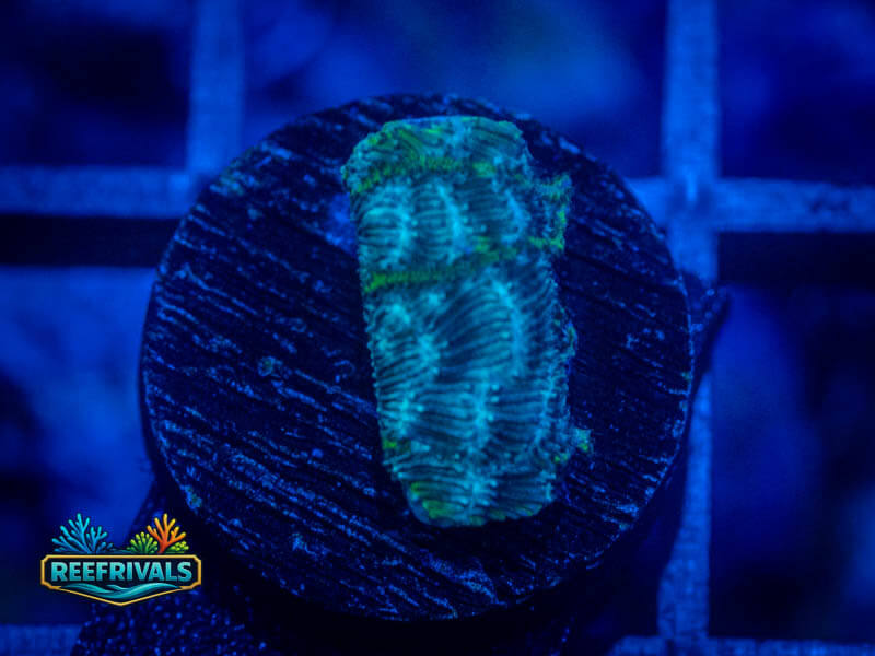 ARC Mr. Freeze Lepto coral image from ReefRivals, listed as Leptoseris sp. and SPS Branching