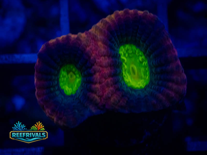 TSA Dragon Soul Favia coral image from ReefRivals, listed as Favia sp. and Favias