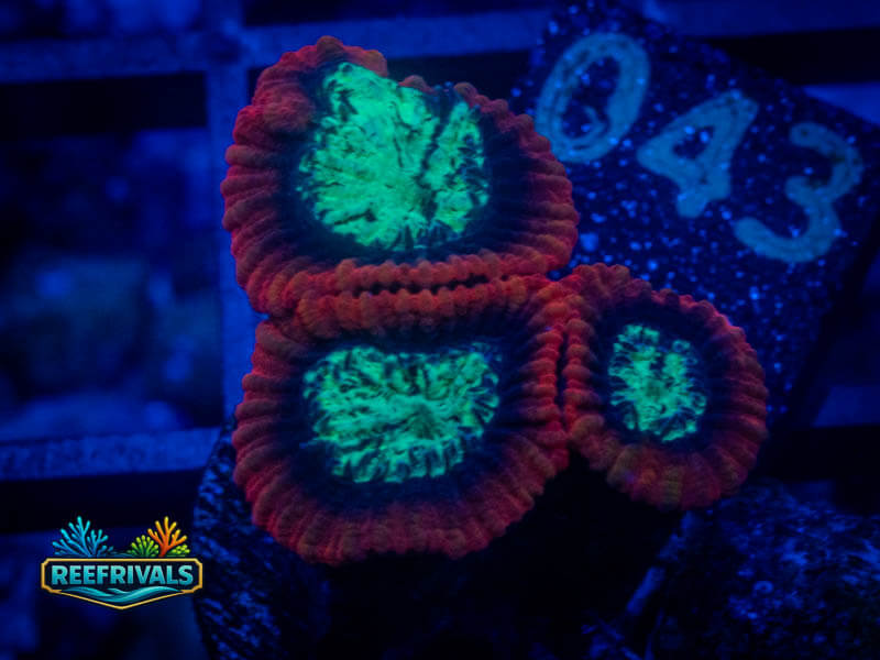 RVL Lava Rim Favia coral image from ReefRivals, listed as Favia sp. and Favias