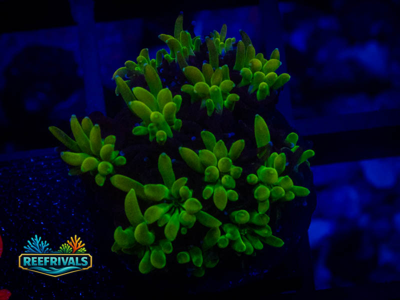 WWC Lemonade Galaxea WYSIWYG coral image | ReefRivals WWC Lemonade Galaxea coral image from ReefRivals, listed as Galaxea sp. and SPS Plating