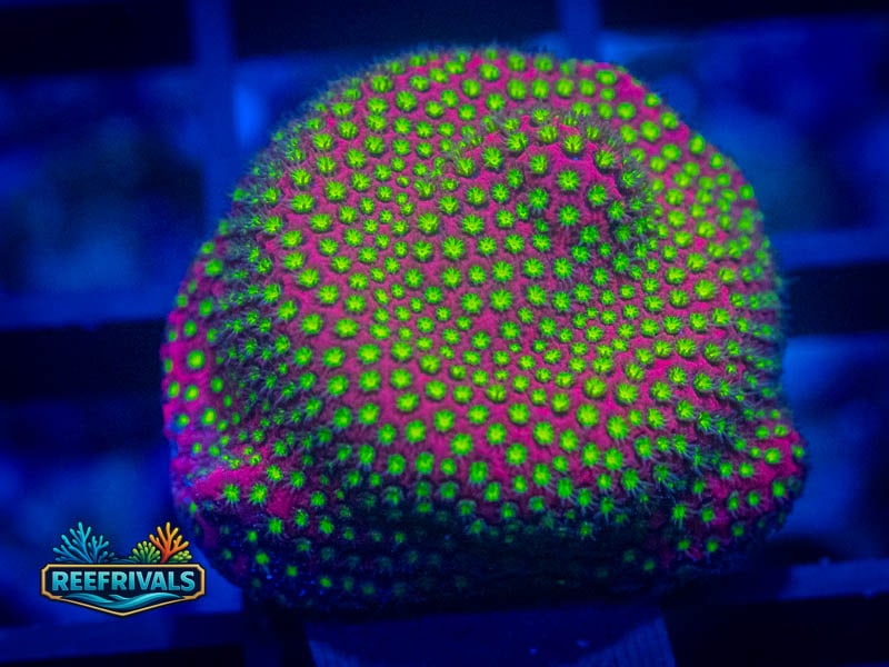 WWC Electric Daisy Leptastrea WYSIWYG coral image | ReefRivals WWC Electric Daisy Leptastrea coral image from ReefRivals, listed as Leptastrea sp. and SPS Branching
