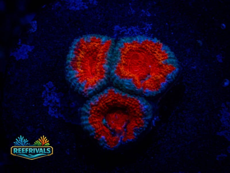 RVL Spidey Acan coral image from ReefRivals, listed as Micromussa sp. and Acans