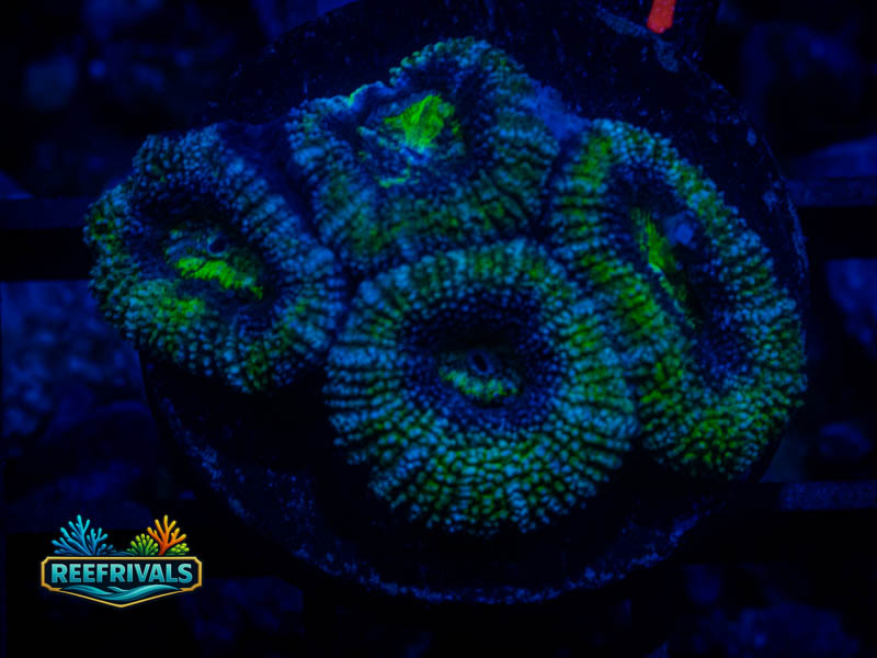 QCC Nuclear Reactor Acan coral image from ReefRivals, listed as Micromussa sp. and Acans