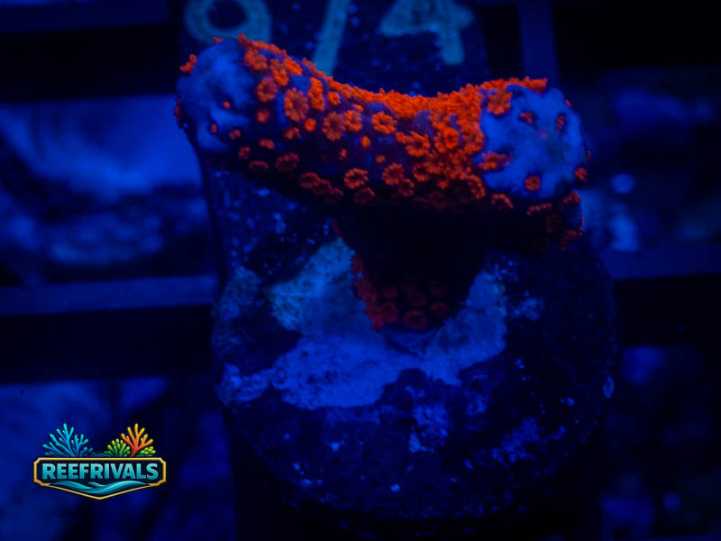 QCC Forest Fire Monti coral image from ReefRivals, listed as Montipora sp. and Montis