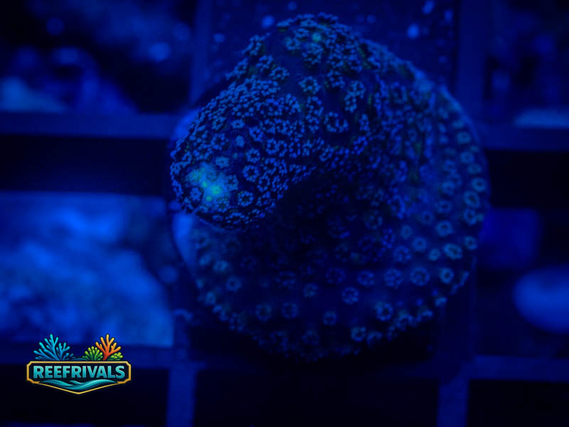 RVL Solo Stylo coral image from ReefRivals, listed as Stylophora sp. and Soft Coral