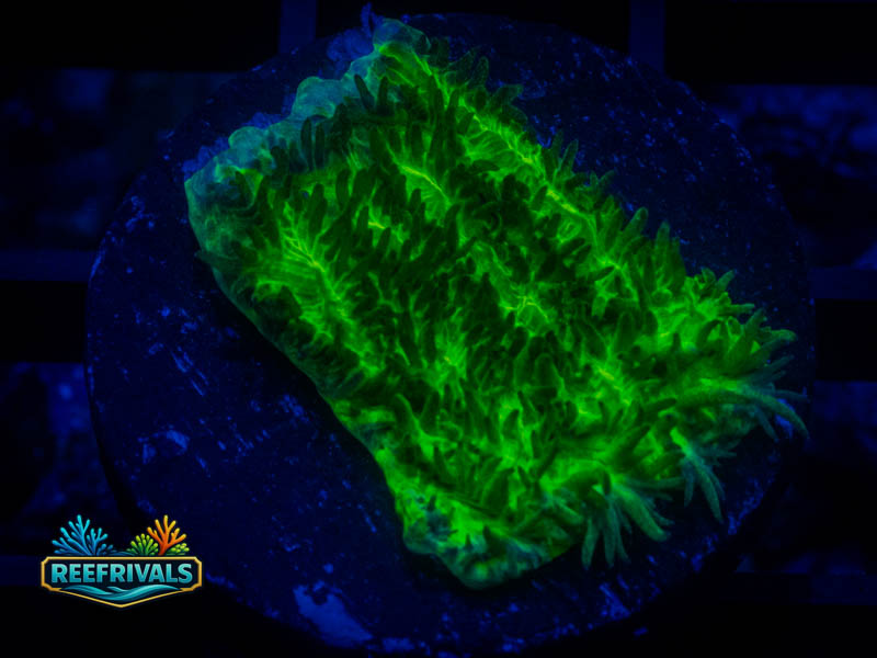 TSA Lemon Lime Hydnophora coral image from ReefRivals, listed as Hydnophora sp. and SPS Branching