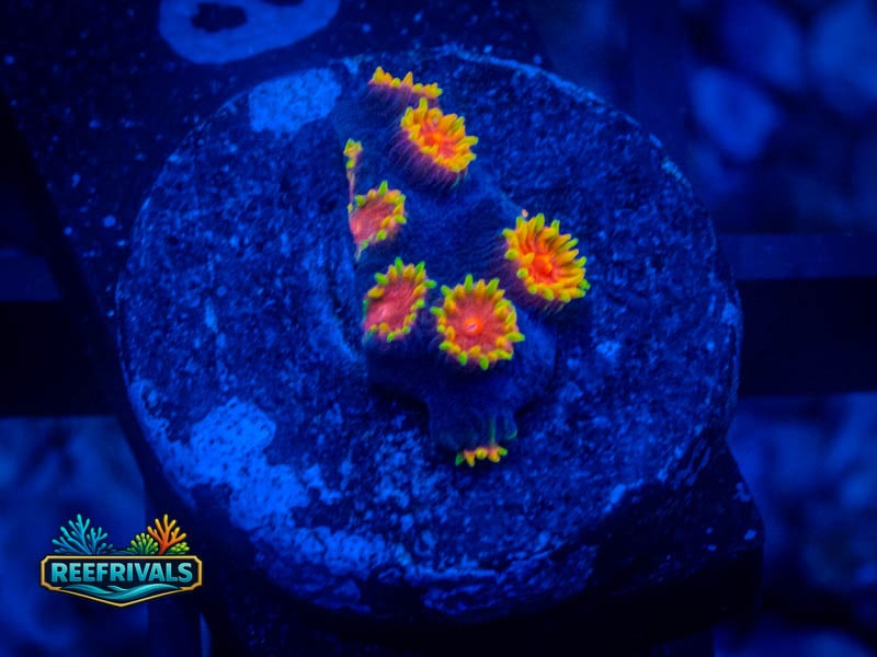 TG Bizarro Cyphastrea coral image from ReefRivals, listed as Cyphastrea sp. and Encrusting