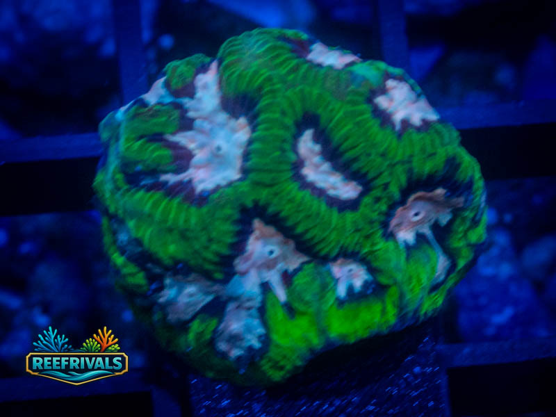 RS Pink Valley Maze Platy WYSIWYG coral image | ReefRivals RS Pink Valley Maze Platy coral image from ReefRivals, listed as Platygyra sp. and Encrusting