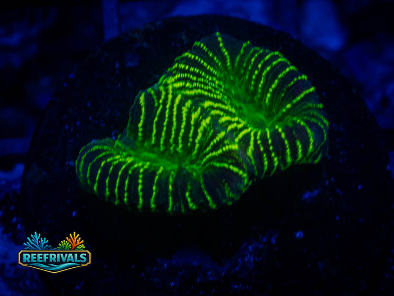 JF High Voltage Platy coral image from ReefRivals, listed as Platygyra sp. and Encrusting