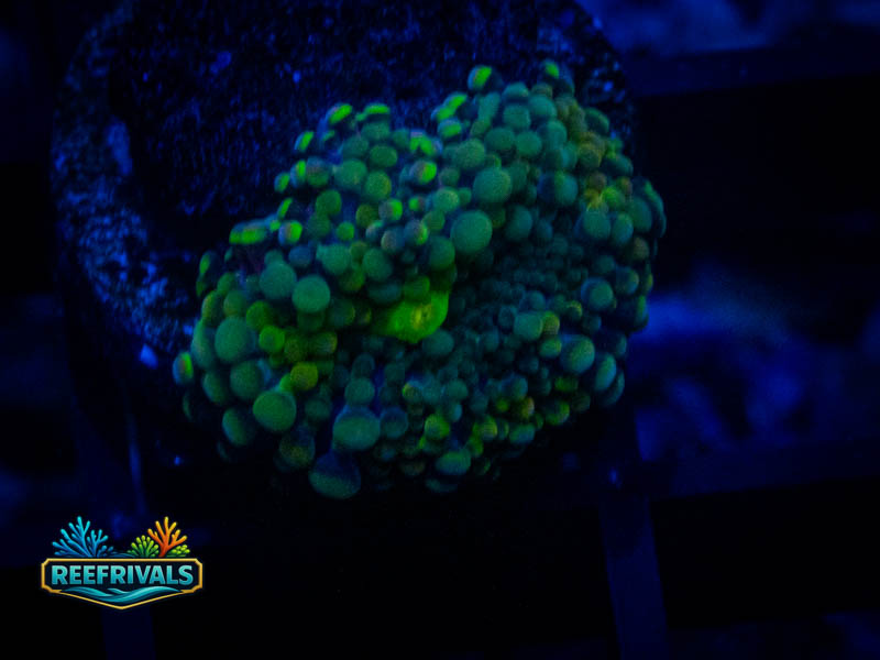 TSA Teal Ricordia Mushroom coral image from ReefRivals, listed as Discosoma sp. and Mushrooms
