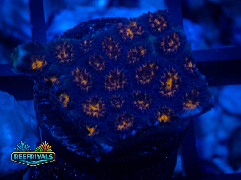 TG Spitfire Leptastrea coral image from ReefRivals, listed as Leptastrea sp. and SPS Branching