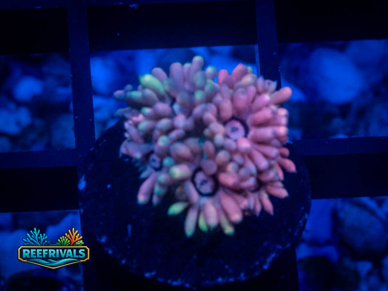 TG Rainbow Dash Goni coral image from ReefRivals, listed as Goniopora sp. and Gonis