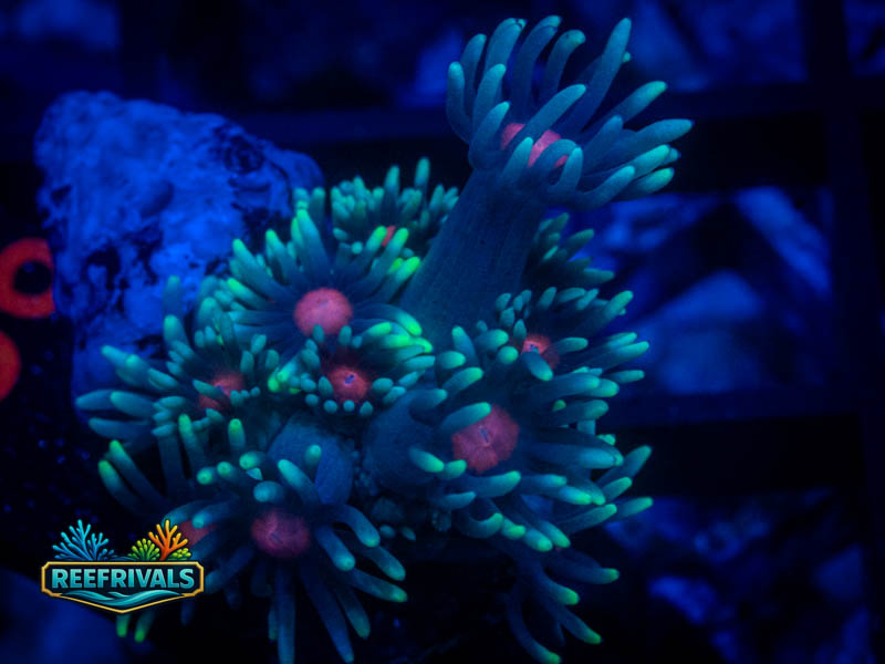 WWC North Star Goni coral image from ReefRivals, listed as Goniopora sp. and Gonis