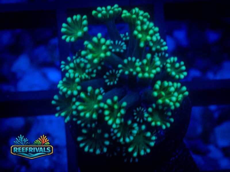 CA Aussie Spearmint Alveopora coral image from ReefRivals, listed as Alveopora sp. and LPS Fleshy