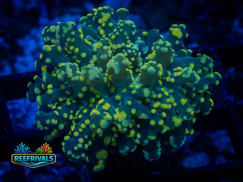 TIA Reverse Yellow Octospawn coral image from ReefRivals, listed as Fimbriaphyllia paraancora and LPS Branching