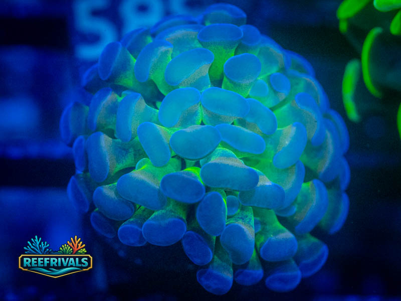 TSA Bicolor Hammer Hammer coral image from ReefRivals, listed as Fimbriaphyllia ancora and Hammers