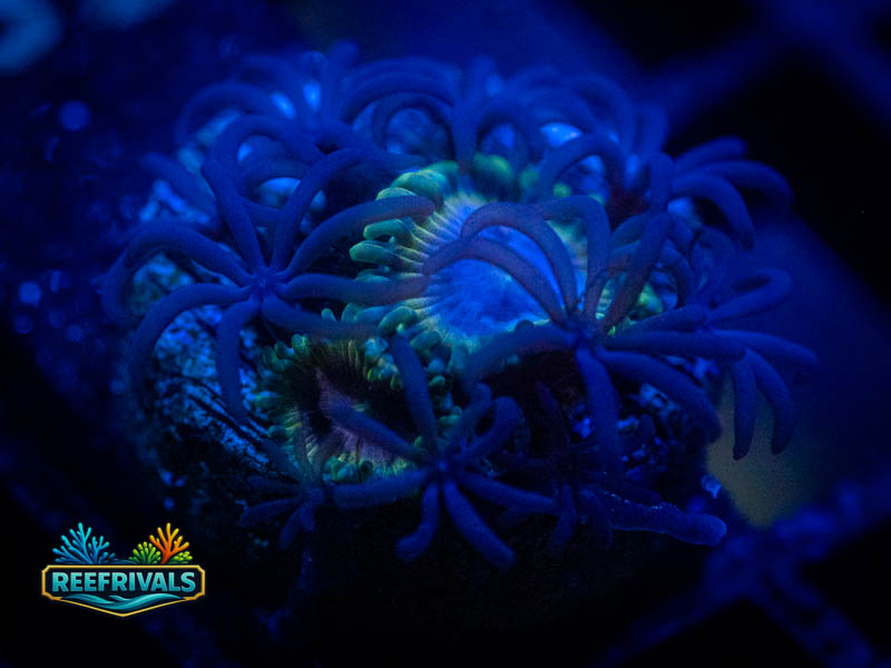 WWC Lich King Zoa Combo Blue Polyp coral image from ReefRivals, listed as Clavularia sp. and Zoas