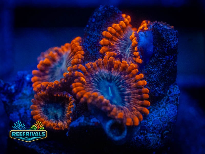 OC Lunar Eclipse Zoa WYSIWYG coral image | ReefRivals OC Lunar Eclipse Zoa coral image from ReefRivals, listed as Zoanthus sp. and Zoas