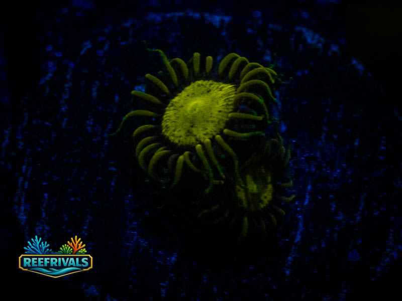 WWC King Midas Zoa coral image from ReefRivals, listed as Zoanthus sp. and Zoas