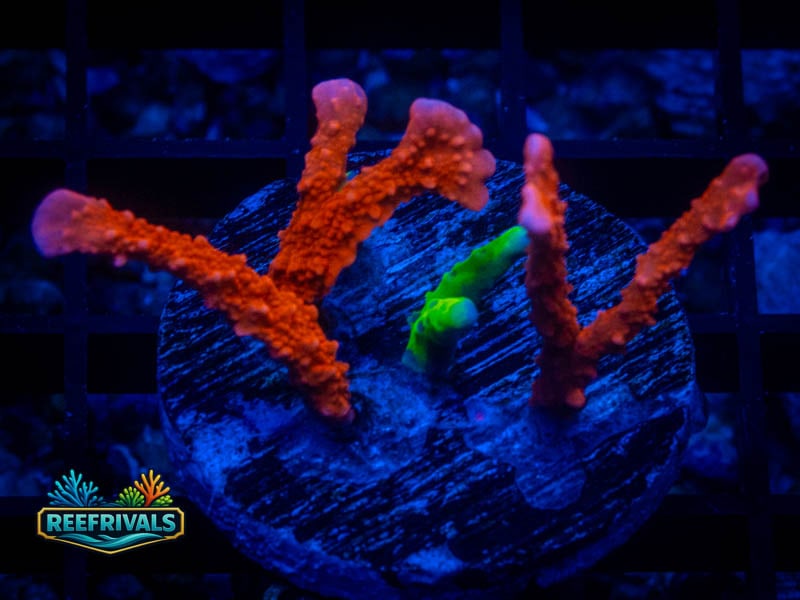 RVL Split Branching Monti coral image from ReefRivals, listed as Montipora sp. and Montis