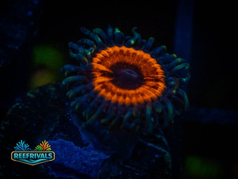 TG Devil's Armor Zoa coral image from ReefRivals, listed as Zoanthus sp. and Zoas