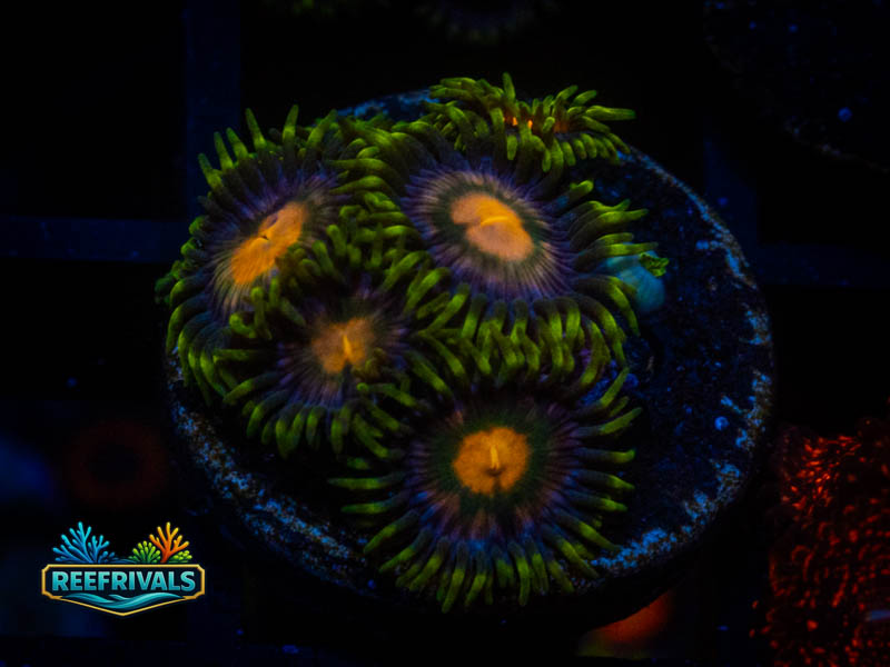 QCC Gorilla Nipple Zoa coral image from ReefRivals, listed as Zoanthus sp. and Zoas