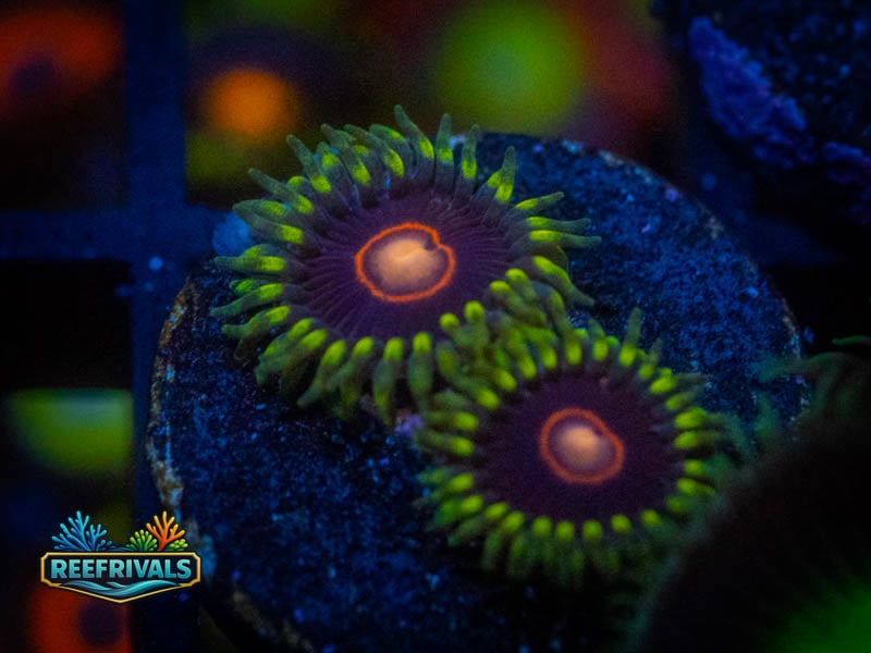 WWC Peacock Nipple Zoa coral image from ReefRivals, listed as Zoanthus sp. and Zoas