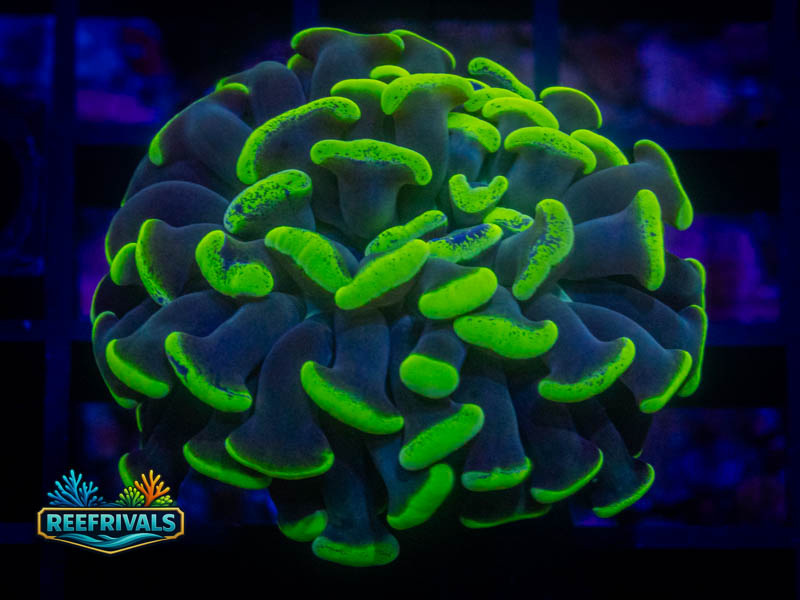 QCC Neon Green Splatter Hammer coral image from ReefRivals, listed as Fimbriaphyllia ancora and Hammers