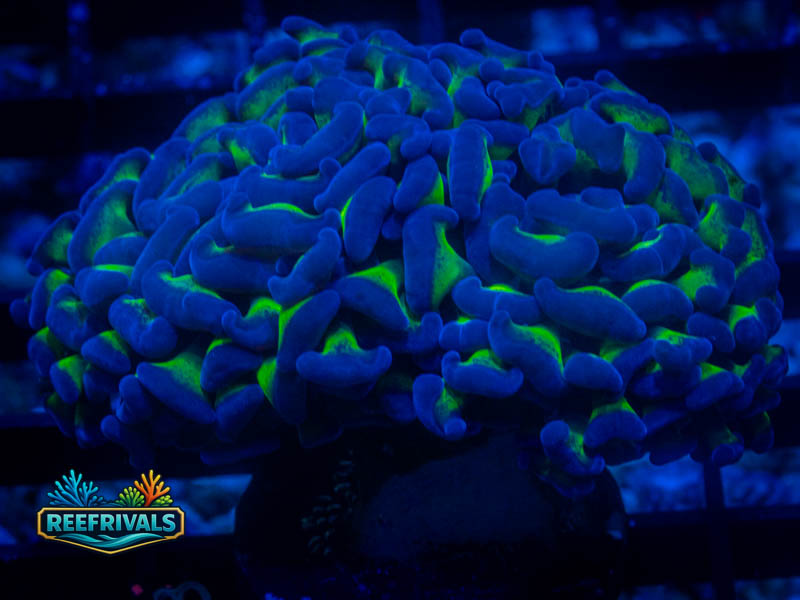 TSA Holy Grail Hammer coral image from ReefRivals, listed as Fimbriaphyllia ancora and Soft Coral
