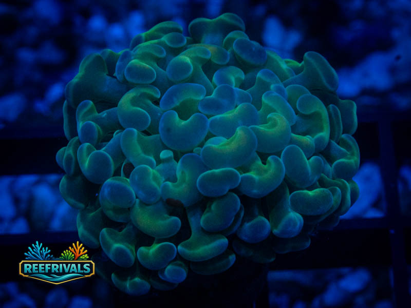 Green Hologram Hammer coral image from ReefRivals, listed as Fimbriaphyllia ancora and Soft Coral