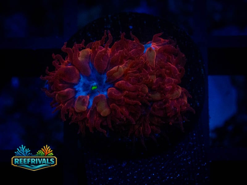 ECC Blue Raven Blasto coral image from ReefRivals, listed as Blastomussa sp. and LPS Fleshy
