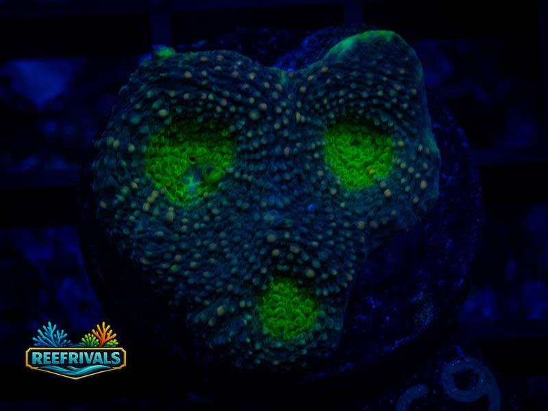RVL Green Goblin Acan Echinata coral image from ReefRivals, listed as Micromussa sp. and Acans