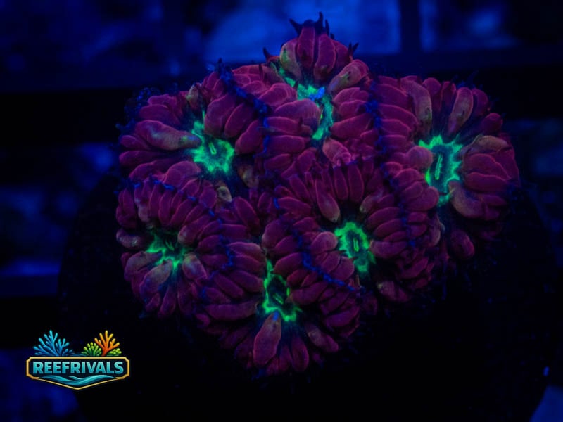 TSA Bouncing Betty Merletti Blasto coral image from ReefRivals, listed as Blastomussa sp. and LPS Fleshy